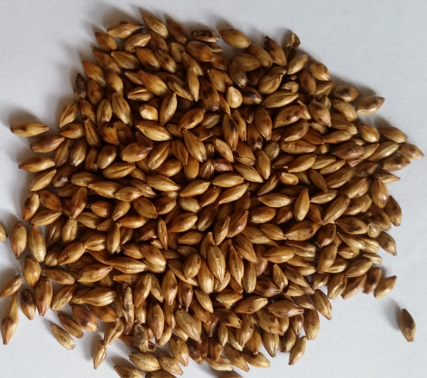 精釀<a href=http://m.jsrgmr.com/ target=_blank class=infotextkey>啤酒設備</a>,啤酒廠設備,開辦啤酒廠,特種麥芽,焦香麥芽