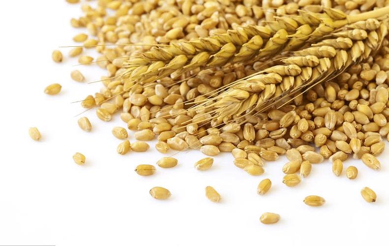 精釀啤酒設備,啤酒廠設備,開辦啤酒廠，大麥