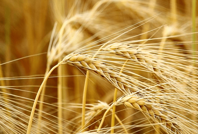 精釀<a href=http://m.jsrgmr.com/ target=_blank class=infotextkey>啤酒設備</a>,啤酒廠設備,開辦啤酒廠,麥芽